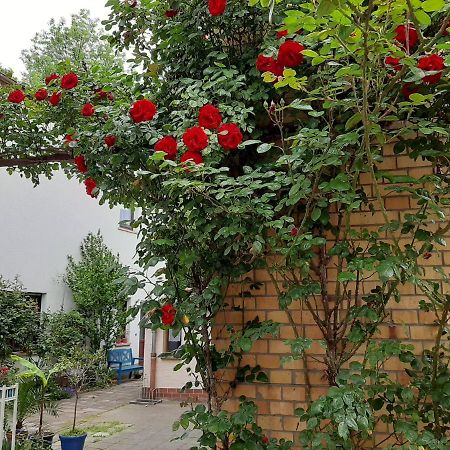Fewo Rosenblüte am Stadtpark Wittenberg Exterior foto